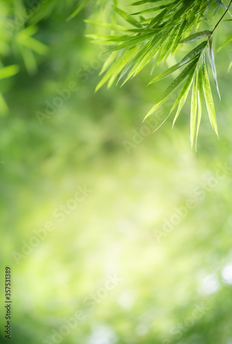 Fototapeta Naklejka Na Ścianę i Meble -  Amazing nature view of green leaf on blurred greenery background in garden and sunlight with copy space using as background natural green plants landscape, ecology, fresh wallpaper concept.