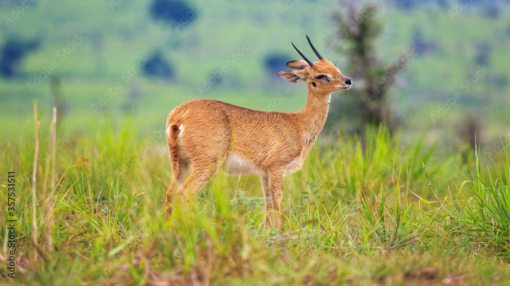Fototapeta premium side view portrait of isolated male oribi in savanna grassland of Murchison Falls National Park. Side view eye level shot.
