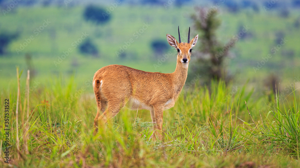 Front view. Look at Camera. Portrait of male Oribi, a small anteler in Savannah grasslands of Murchison Falls National Park, Uganda, Africa Front view. Look at Camera. Portrait of male Oribi, a small anteler in Savannah grasslands of Murchison Falls National Park, Uganda, Africa