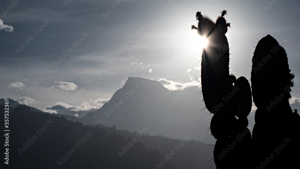 Silhouette of a cactus in the Peruvian highlands in front of snow-covered mountains of the Andes