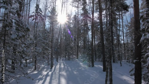 Wallpaper Mural aerial view  winter forest Torontodigital.ca