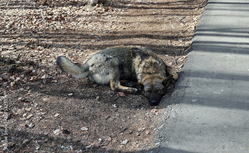 Foto Homeless brown grey dog in the park lies on the ground