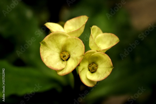 close up of green flowers