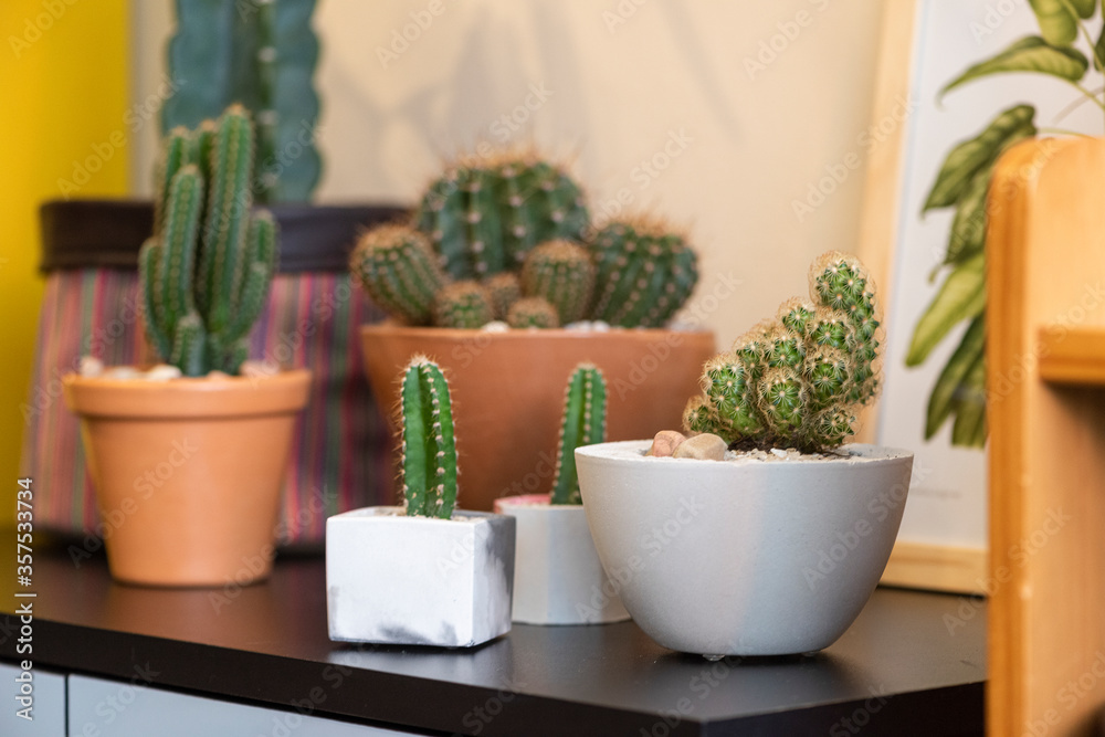 various species of cactus and vases on a black table with blurred background