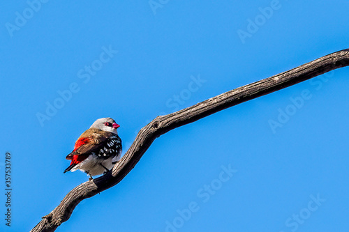 The Diamond Firetail (Stagonopleura guttata) is a small bird with a fiery red rump and tail feathers. The top of its body is ash brown with crown, forehead and neck grey.  photo