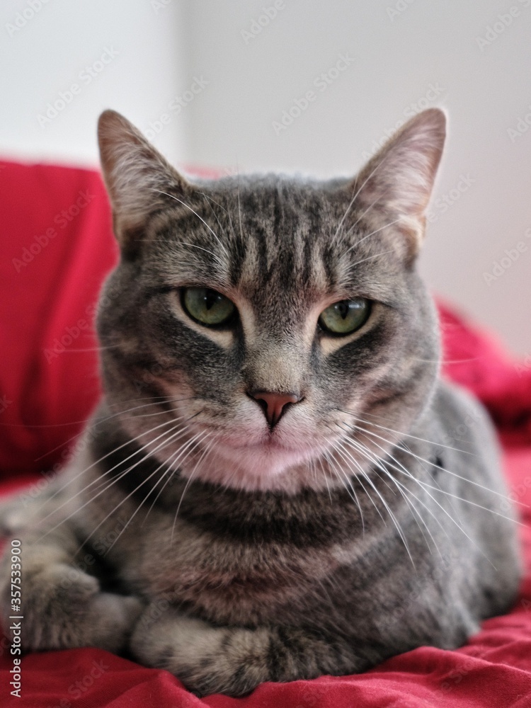 grey cat portrait sitting on bed red green eyes intense