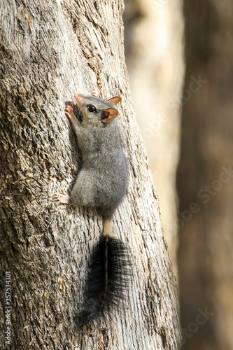 The Brush-tailed Phascogale (Phascogale tapoatafa) is a small carnivorous marsupial with a a grey body with relatively large ears and is distinguished by its black bushy tail. photo