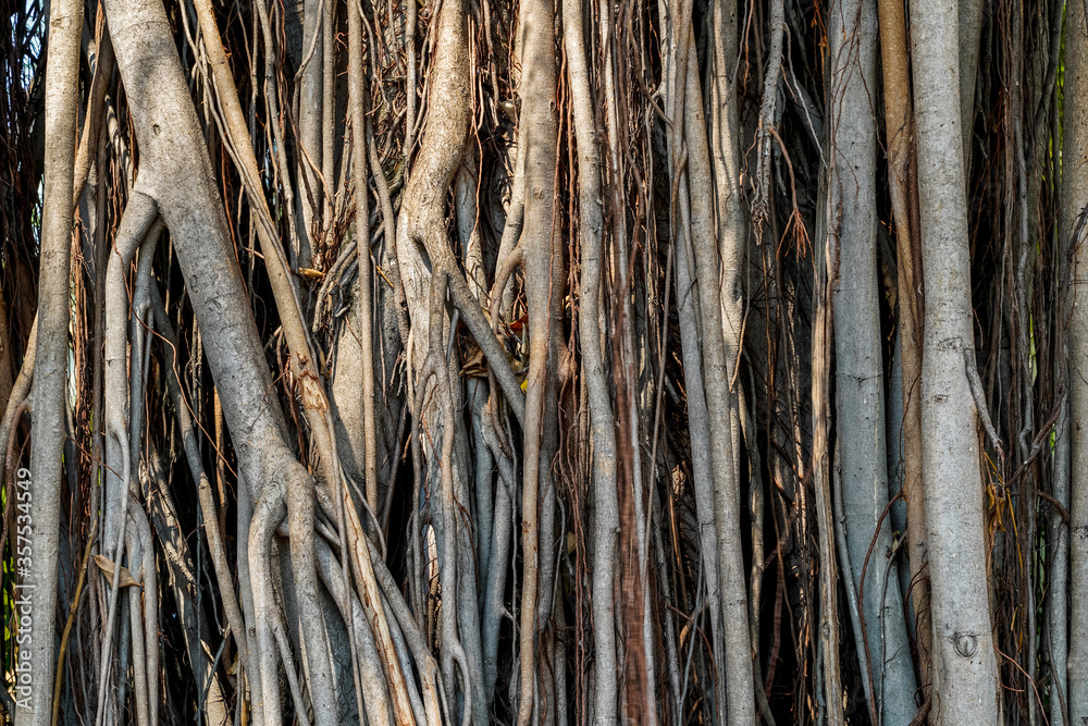 Korean Banyan Tree In Front Of The Outdoor,... - Stock Photo [105694568] -  PIXTA