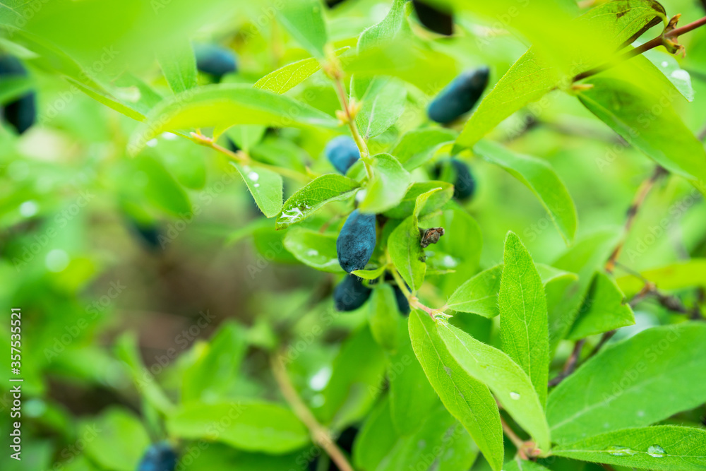 Ripe honeysuckle berries on the bush. Selective focus. Shallow depth of field. Ripe honeysuckle berries on the bush. Selective focus. Shallow depth of field.