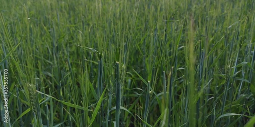 green grass background