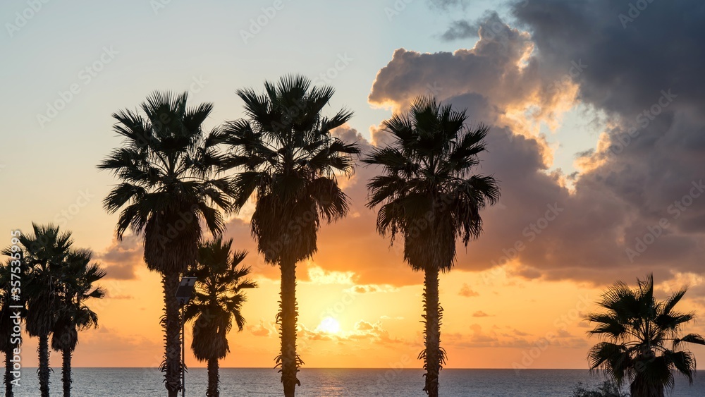 Palm tree on the beach against colorful sunset sky with clouds. Tel Aviv, Israel.