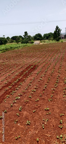 field of red poppies