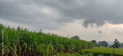 green farm  and blue sky
