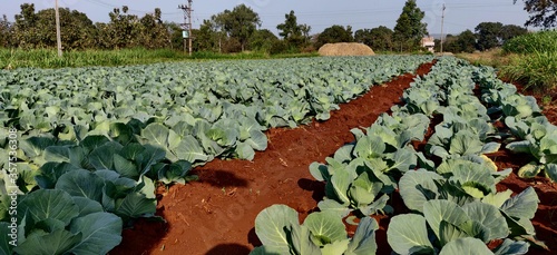 Farm full of vegetables