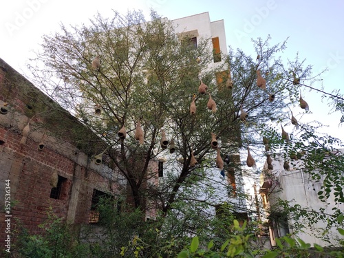 Tree full of nests 