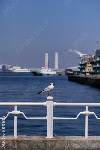 山下公園にいるユリカモメ。