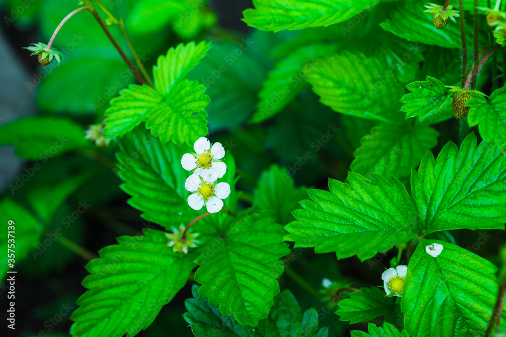 Blooming strawberry plant in the garden. Selective focus. Blooming strawberry plant in the garden. Selective focus.