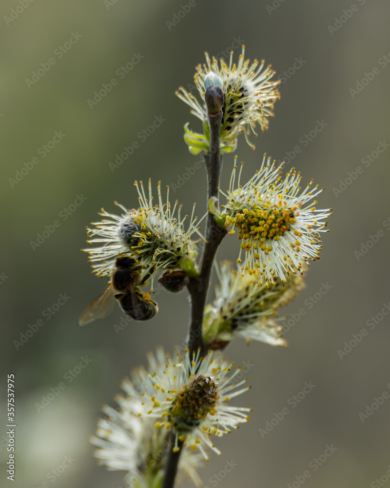 Willow tree in a spring. Willow tree in a spring.