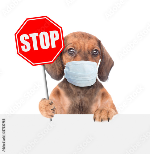 Dachshund puppy wearing medical protective mask shows stop sign and look from behinde empty banner. Isolated on white background photo