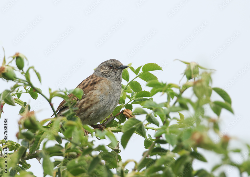 A Dunnock, Prunella modularis, or Hedge Sparrow perching on a branch of a Dog Rose bush. A Dunnock, Prunella modularis, or Hedge Sparrow perching on a branch of a Dog Rose bush.