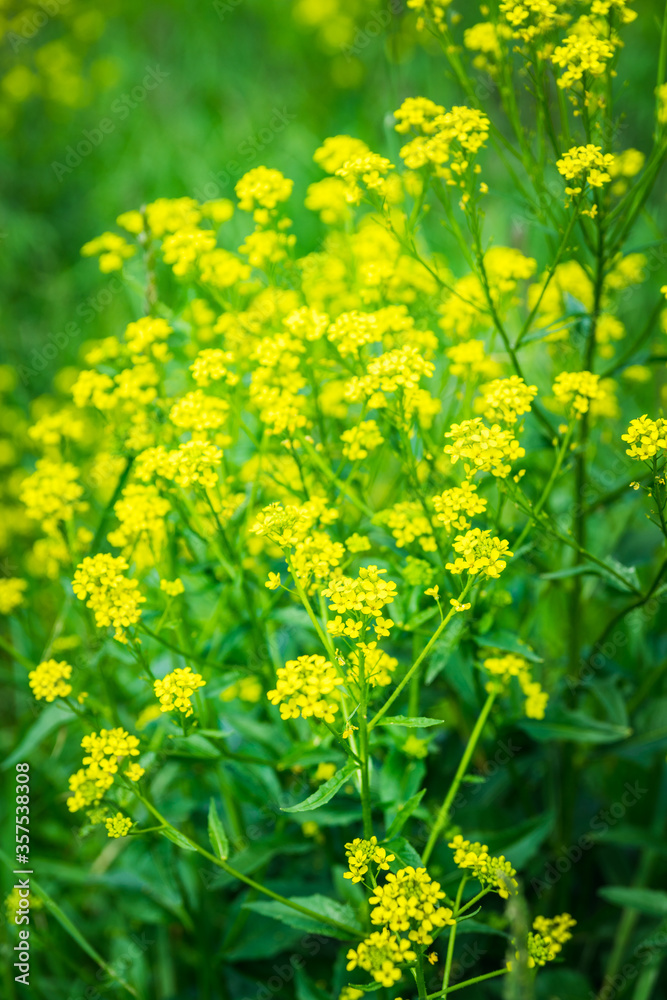 Blooming mustard plant on the field. Selective focus. Shallow depth of field.
Blooming mustard plant on the field. Selective focus. Shallow depth of field.