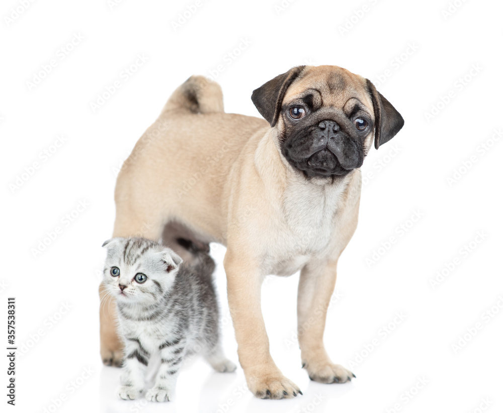 Pug puppy and scottish kitten stand together and look at camera. isolated on white background Pug puppy and scottish kitten stand together and look at camera. isolated on white background