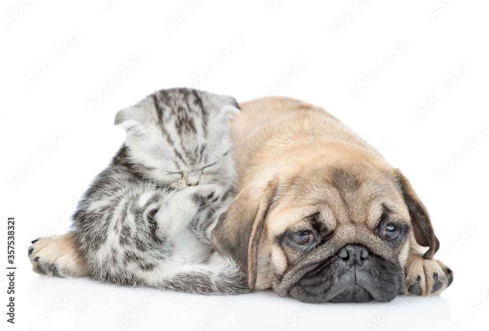 Sad Pug puppy lies with scottish kitten. Kitten washing and cleaning itself.  Isolated on white background