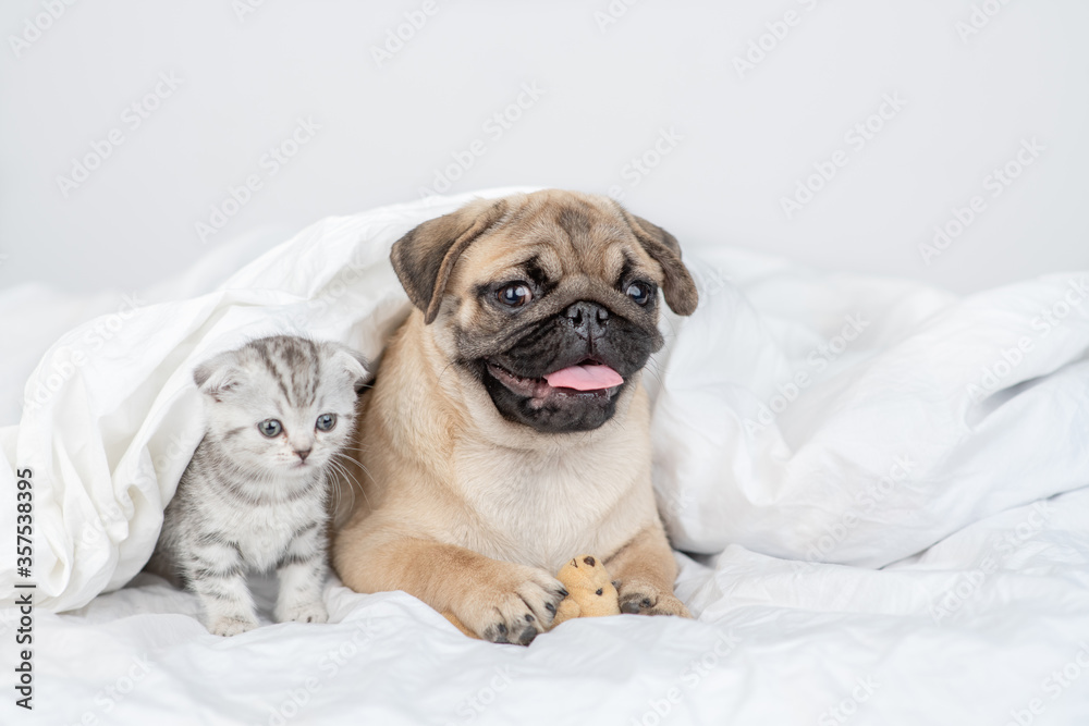 Baby kitten and Pug puppy lie together under a blanket on a bed at home