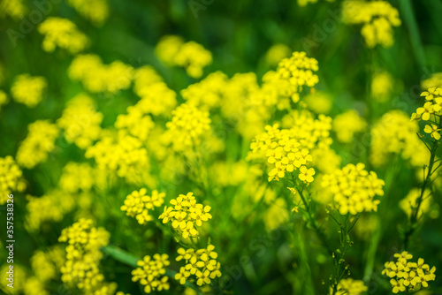 Blooming mustard plant on the field. Selective focus. Shallow depth of field. 