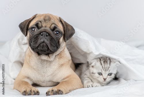 Cute kitten lies with Pug puppy under a blanket on a bed at home
