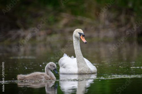 Mute swan Cygnus olor with baby. Cygnets on summer day in calm water. Bird in the nature habitat