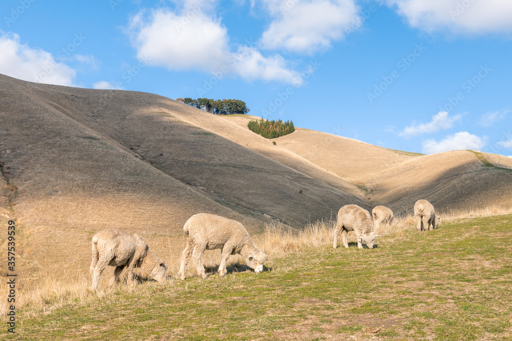 Fototapeta premium New Zealand rural landscape with flock of grazing merino sheep
