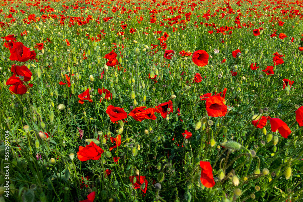cultivation of red poppies on the plain
