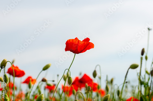 gentle red poppies in the wind on the plain © florinfaur