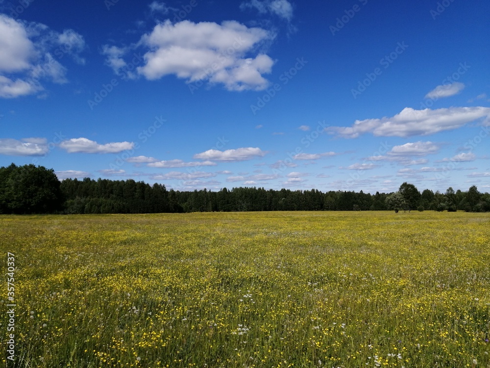 Field, blue sky on a summer day.
