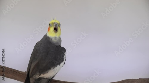one cockatiel screaming perch bird parrot pretty cute rosy cheeks and yellow crested head grey male cockatiel portrait head shot with isolated on plain background with copy space 4K	
