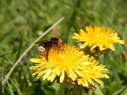 bee on dandelion