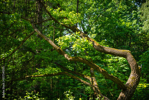 Small oak tree with a curved trunk in a summer woodland - forest landscape