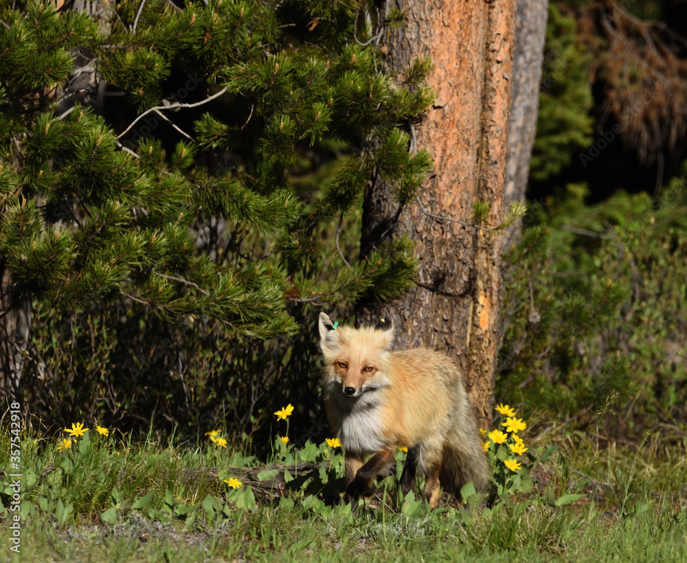 Fototapeta premium fox on the move