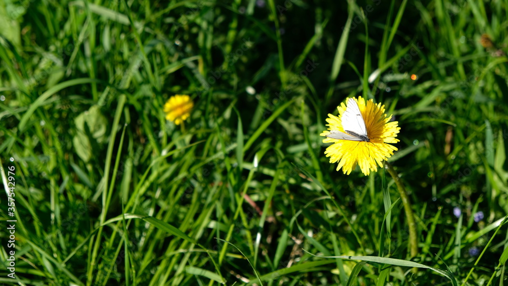 nature nature