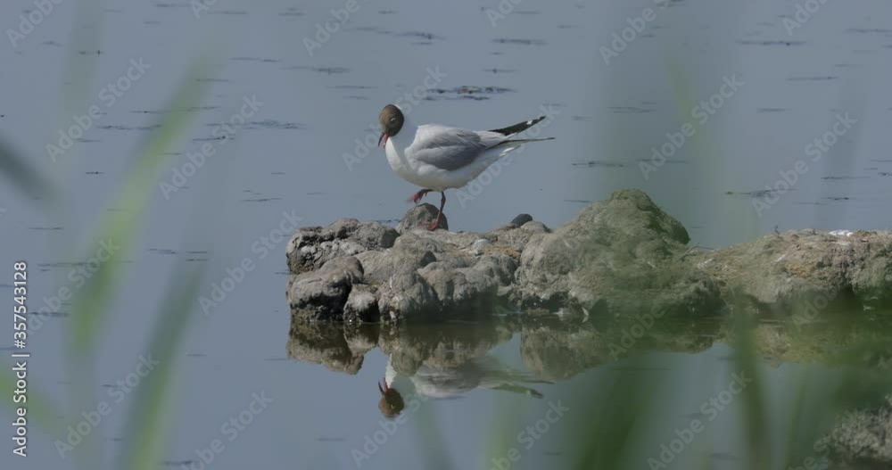Lockdown shot of gull on rock in sea during sunny day - Camargue, France Lockdown shot of gull on rock in sea during sunny day - Camargue, France