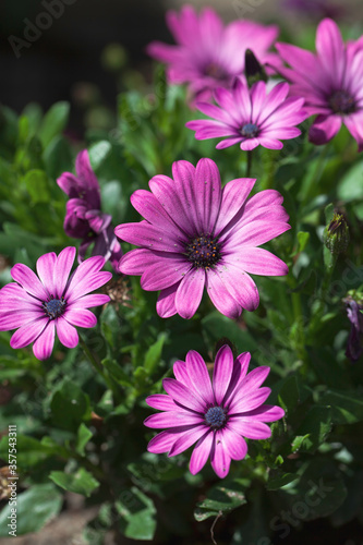 Violet pink  Spanish Daisy  flower in closeup and with a black core against a blurry  background. Focus on the left and middle flower and minimal depth of field.  