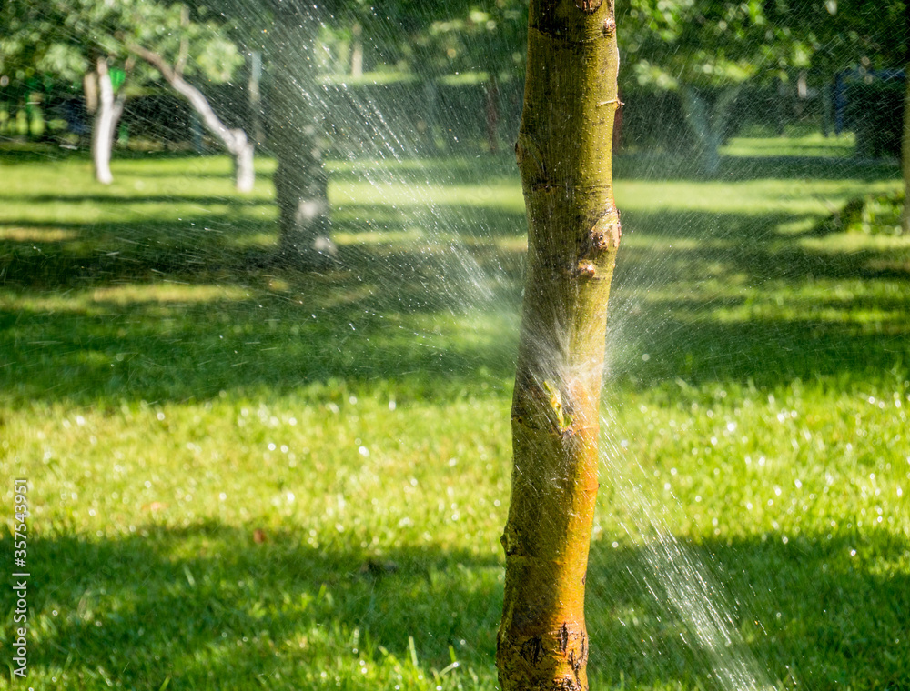 Tree Splashes Water jet from a sprinkler on impact with a tree trunk. Water splashes ...