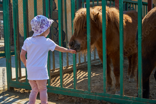 A girl at the zoo feeds a pony carrot. A child and a horse. High quality photo