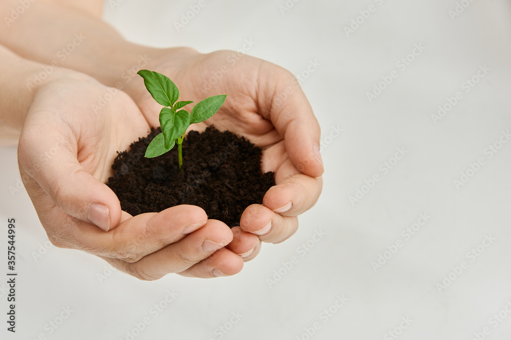 White background, closed hands hold the ground in which young green pepper seedling is planted.