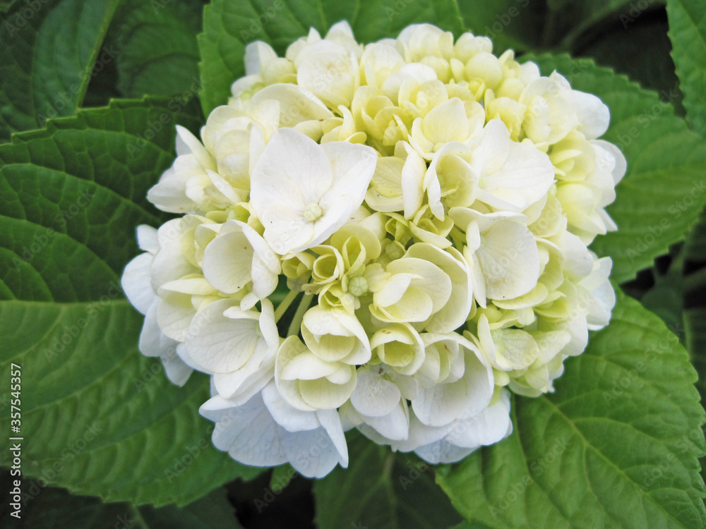 Obraz premium white hydrangea