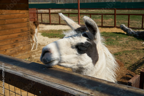 Llama in the zoo behind bars wooden. Lama behind the fence. ANIMAL in captivity. High quality photo