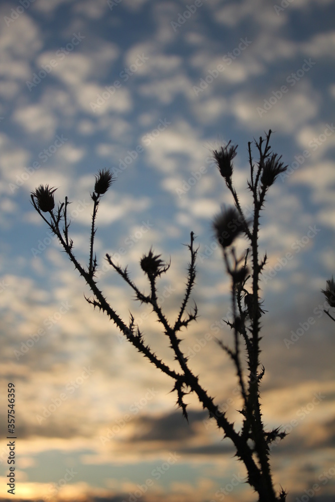 Obraz premium sunset in the steppe