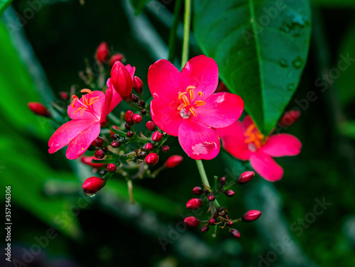Pink Peregrina Spicy Jatropha Easter Island Chile