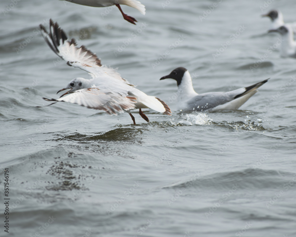 seagulls in flight on the beach seagulls in flight on the beach